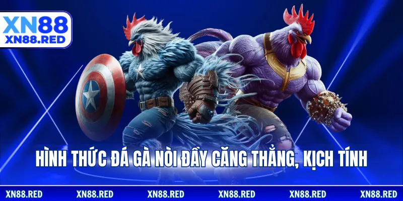 Hình thức đá gà nòi đầy căng thẳng, kịch tính