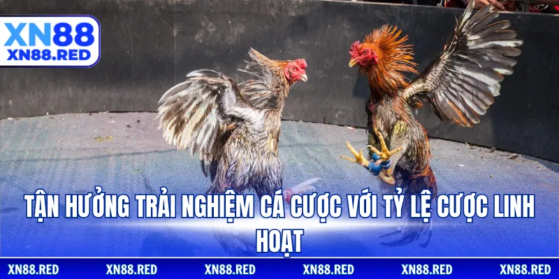 Tận hưởng trải nghiệm cá cược với tỷ lệ cược linh hoạt