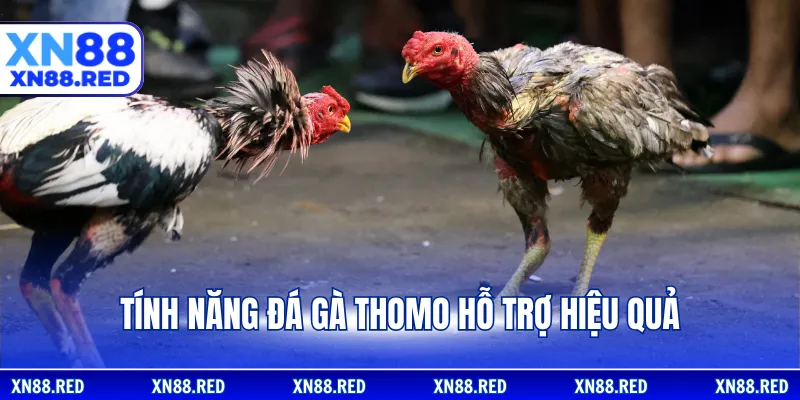 Tính năng đá gà Thomo hỗ trợ hiệu quả